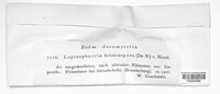 Leptosphaeria heterospora image